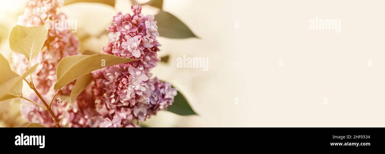 branches de lilas terreux en pleine fleur de pétales de fleurs violettes et feuilles d'arbustes dans un jardin de fleurs. teintées dans des tons naturels doux et terreux. très pery Banque D'Images