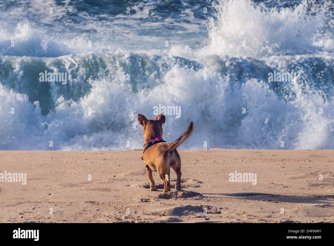 Vue arrière d'un petit chien de couleur fauve de race mixte sur la plage, debout dans le sable avec une queue perky et face aux grandes vagues de l'océan en arrière-plan Banque D'Images