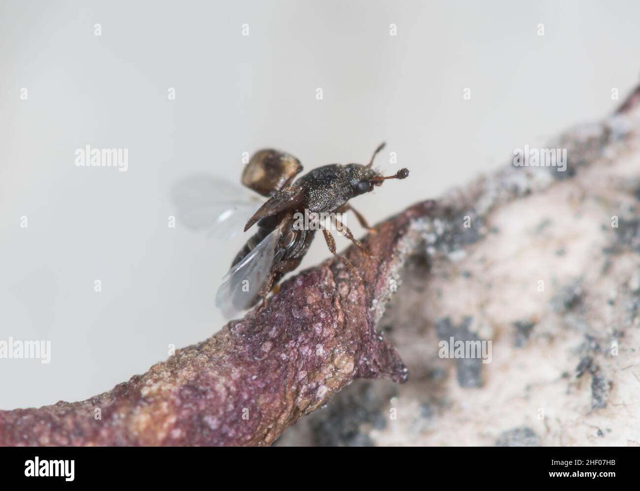 Beetle aux fruits séchés en vol (Carpophilus hemipterus), Nitidulidae.Sussex, Royaume-Uni Banque D'Images