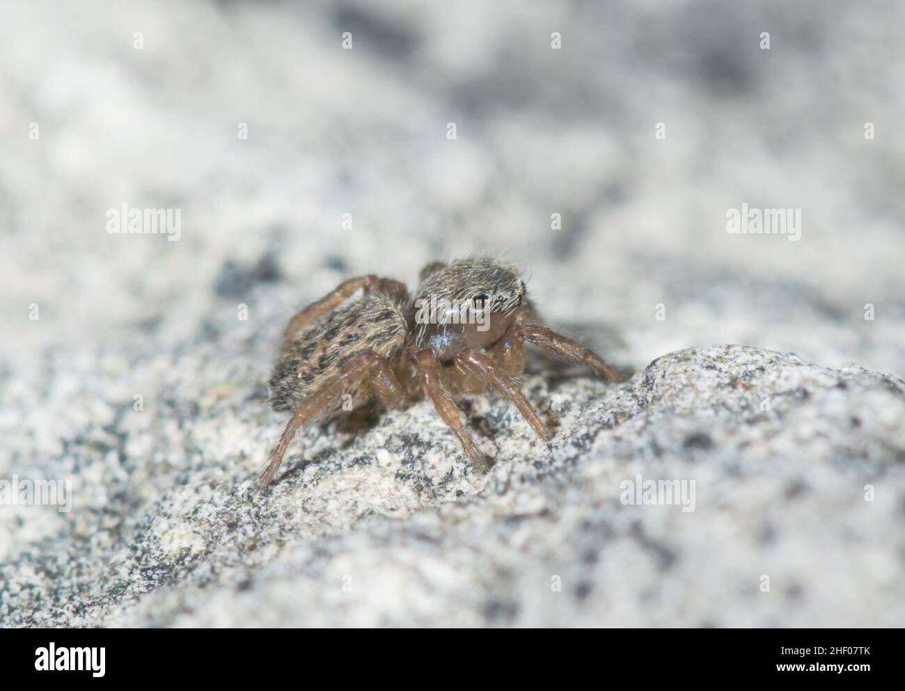 Petite araignée sauteuse femelle à la recherche de proies (Euophrys frontalis), Salticidae.Île de Wight, Royaume-Uni Banque D'Images