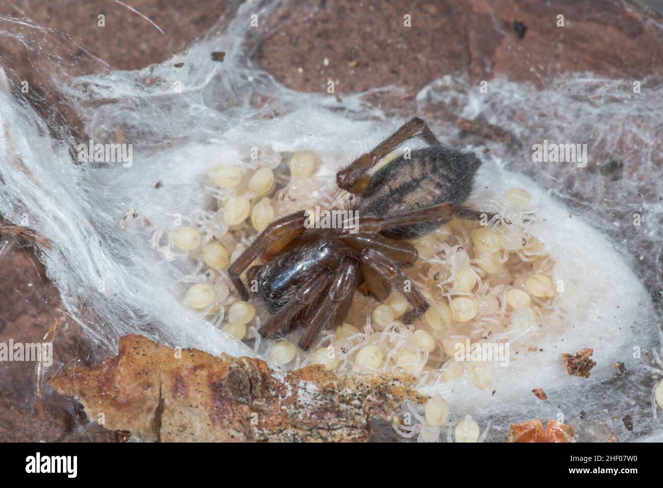 Araignée féminine avec jeunes araignées (Amaurobius fenestralis), Amaurobiidae.Sussex, Royaume-Uni Banque D'Images