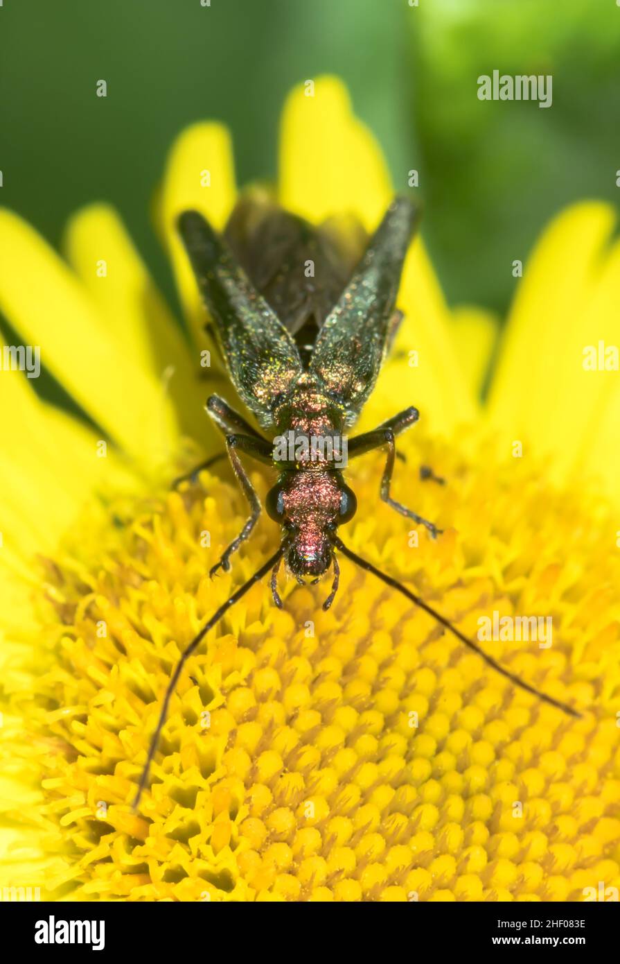 Fausse huile femelle gravid (Oedemera lurida), OEDEMERIDAE.Sussex, Royaume-Uni Banque D'Images