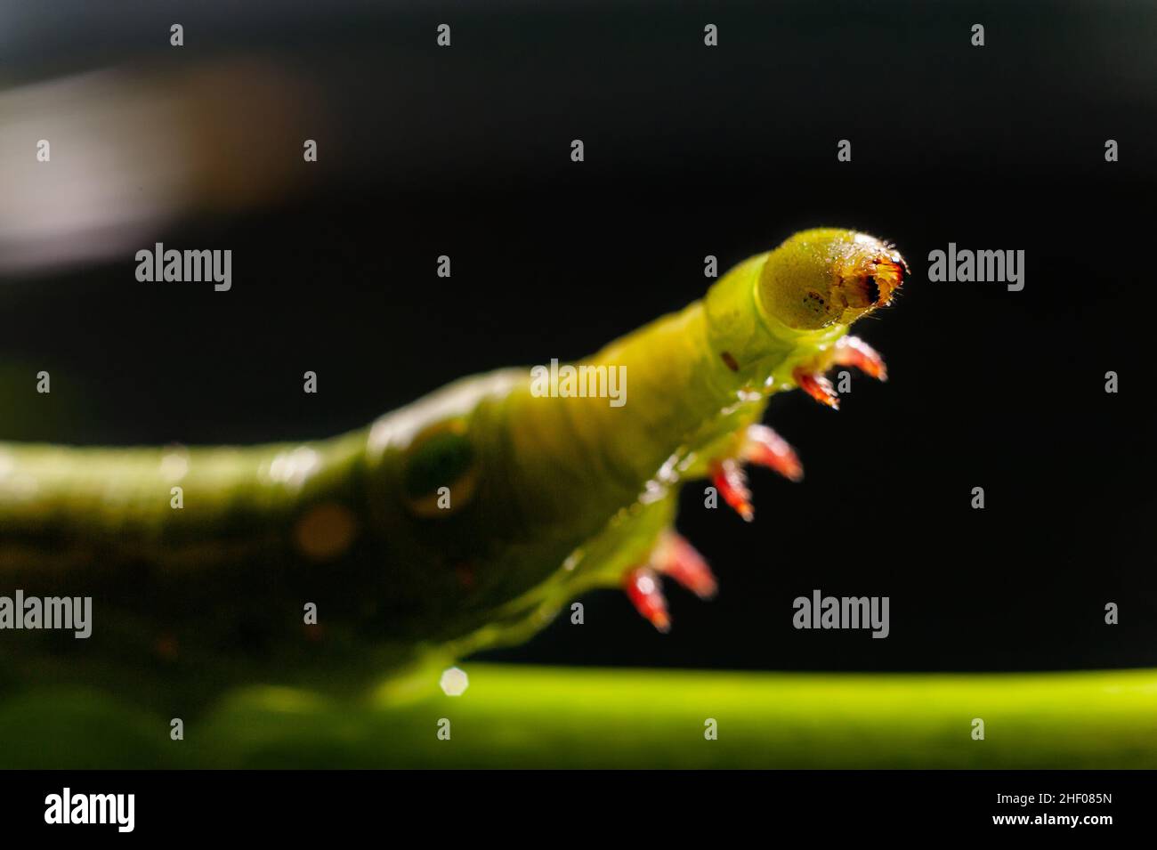 L'embouchure de la chenille verte. Banque D'Images