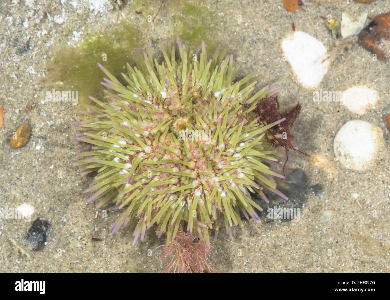 Oursin à bout violet ou vert (Psammechinus miliaris), Parechinidae.Rockpool Sussex, Royaume-Uni Banque D'Images