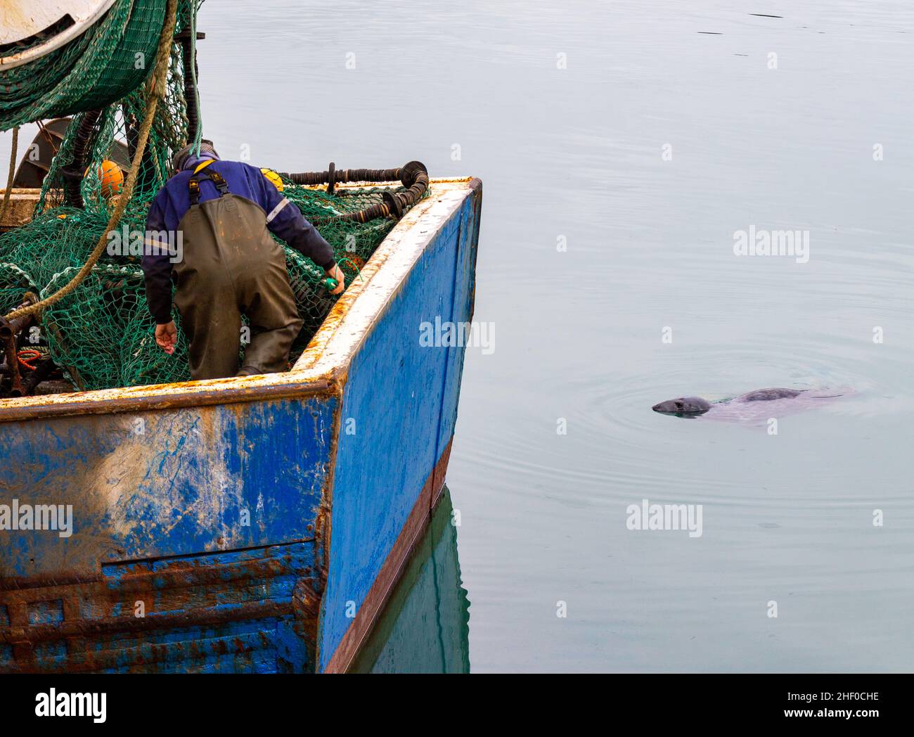 Pêcheur qui se fait des filets tout en étant surveillé par un Seal West Cork Ireland Banque D'Images