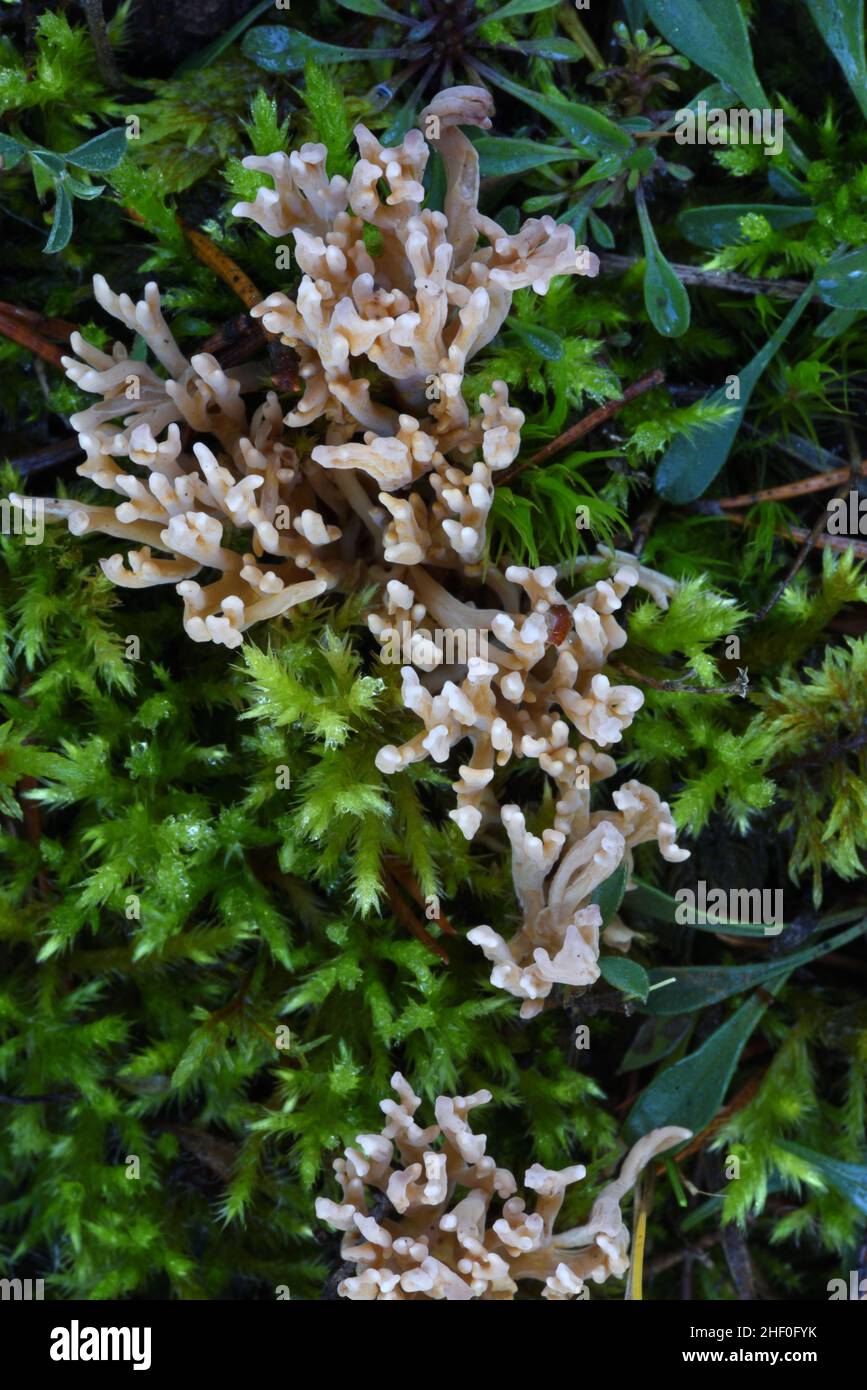 Mushroom Ramaria pallida ou champignons qui poussent parmi la mousse sur le fond de la forêt Banque D'Images
