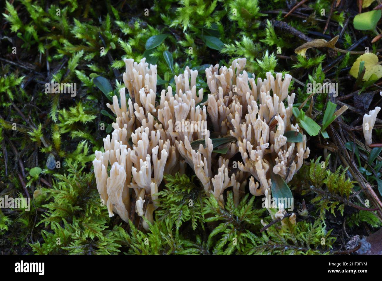 Mushroom Ramaria pallida ou champignons qui poussent parmi la mousse sur le fond de la forêt Banque D'Images