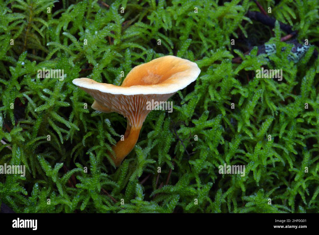 Fausse Chancelle Mushroom ou champignons Hygrophoropsis aurantiaca croissant parmi les mousses sur le fond de la forêt Banque D'Images