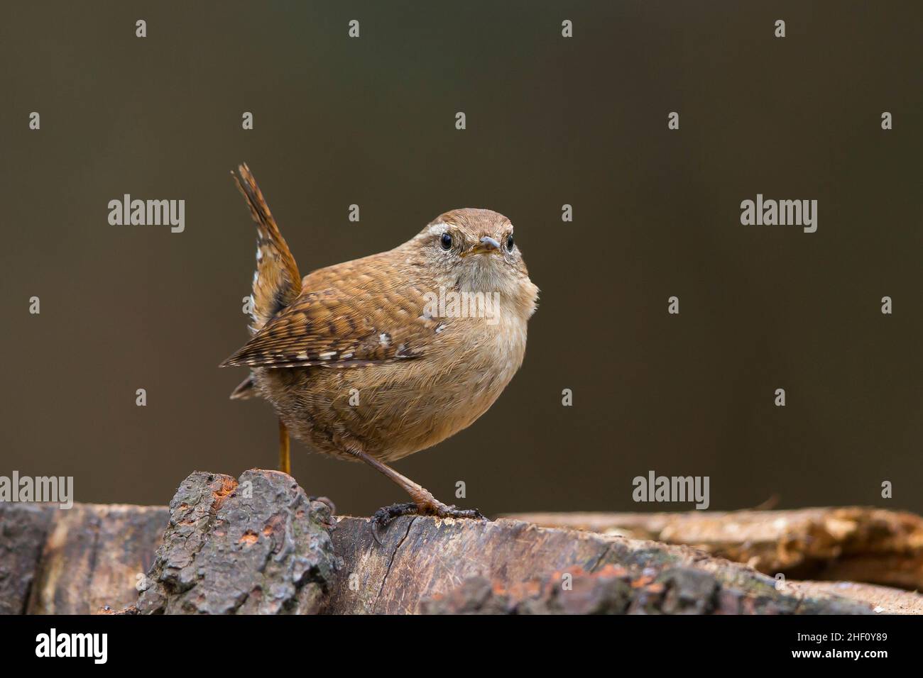 Vue rapprochée d'un wren oiseau sauvage du Royaume-Uni (troglodytes troglodytes) isolé à l'extérieur, debout sur une bûche d'arbre de bois, queue cochée. Banque D'Images