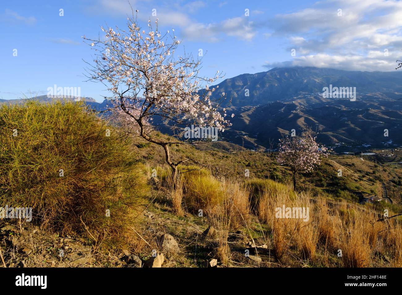 Fleurs d'amande près du centre Karma Guen, Velez-Malaga, Axarquia, Malaga, Espagne Banque D'Images