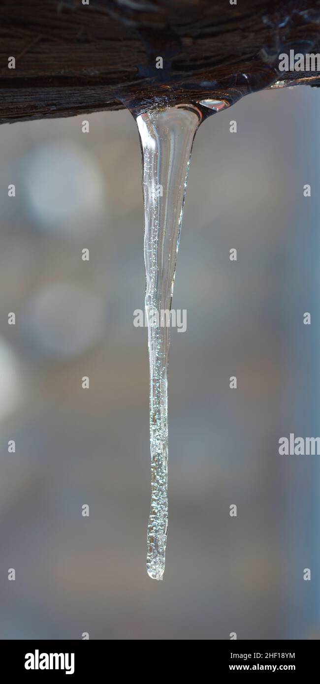 Gros plan sur les branches d'arbres congelés avec des glaçons Banque D'Images