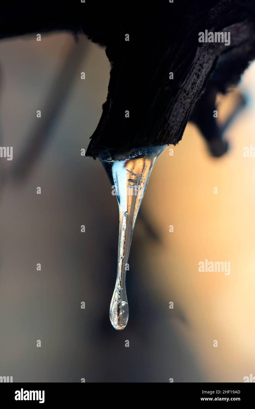 Gros plan sur les branches d'arbres congelés avec des glaçons Banque D'Images