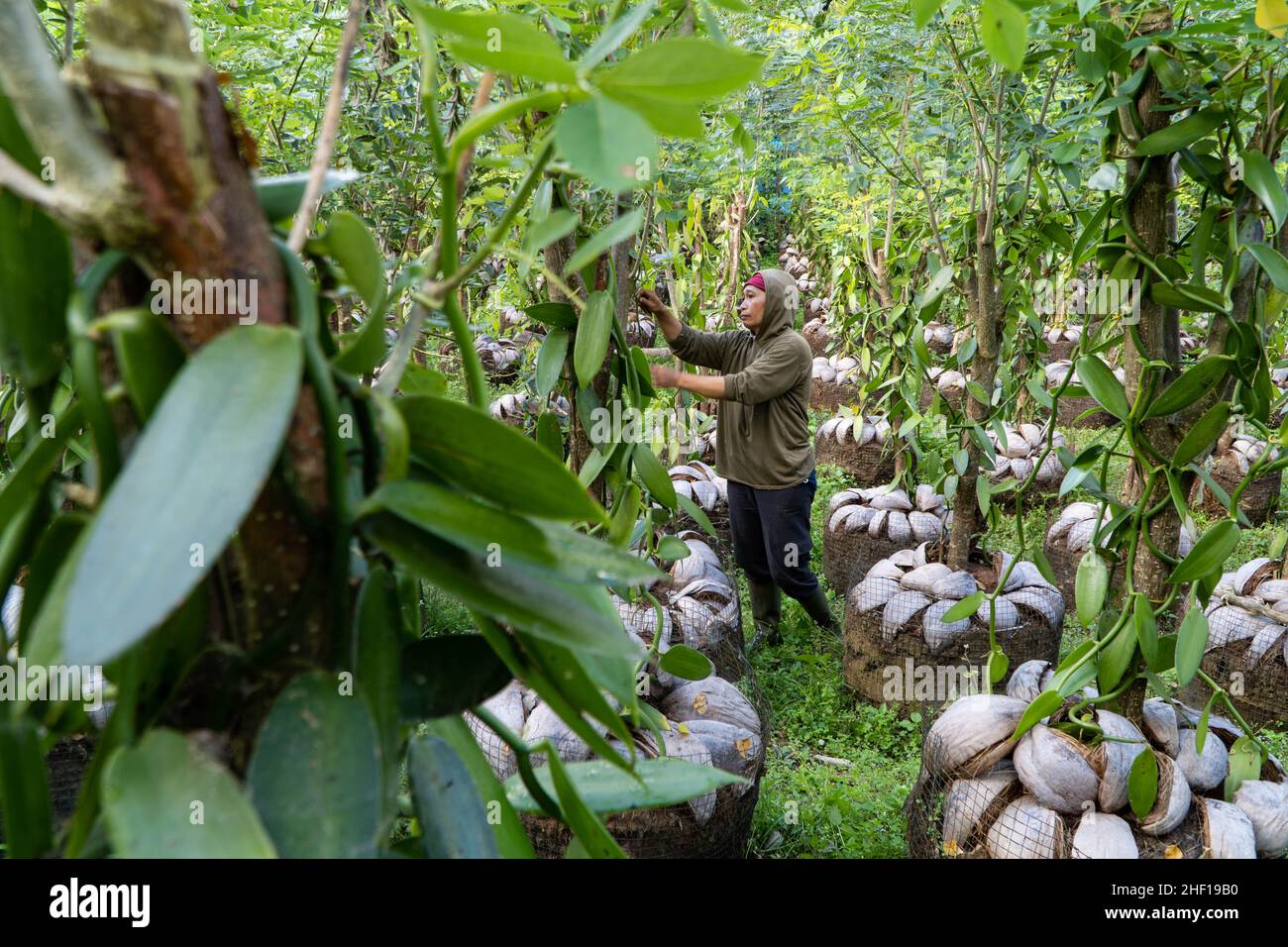 Bangli, Indonésie-sept 01 2021: Une femme cultivateur de vanille tend sa plante de vanille qui fleuris dans son jardin le matin.La vanille est l'un de moi Banque D'Images