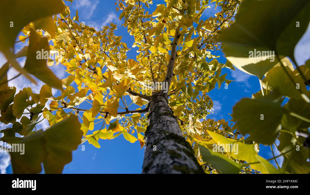 Petit tronc d'arbre de plus près.Écorce fissurée du jeune Ginkgo Biloba avec des feuilles jaunes dans la forêt d'automne.Magnifique arrière-plan naturel Banque D'Images
