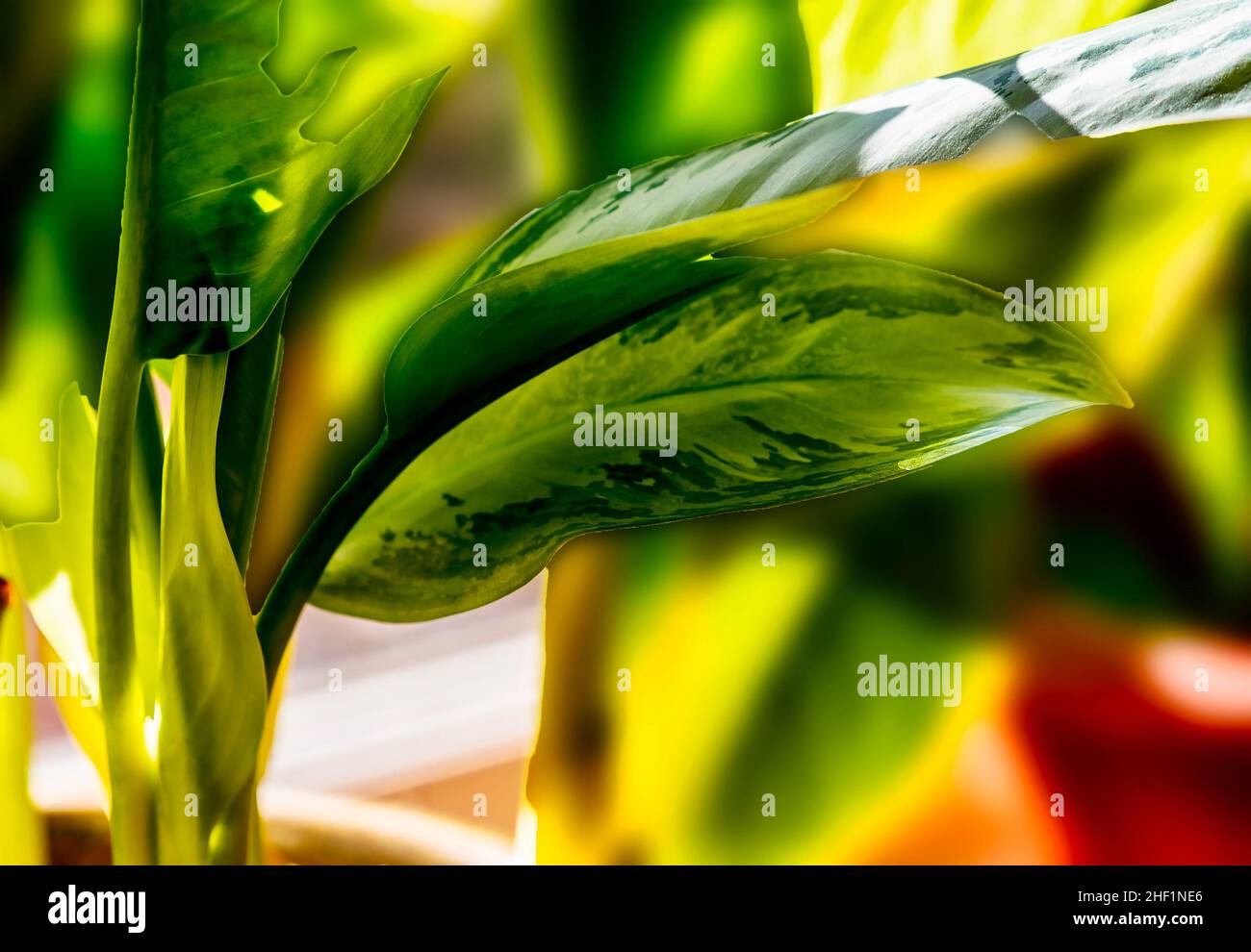 Plantes d'intérieur lumineuses avec lumière à travers la fenêtre Banque D'Images