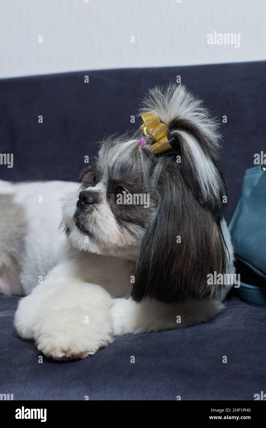 Un joli chien Shih Tzu orné d'un noeud se trouve sur le canapé à la  maison.Chien regardant l'appareil photo Photo Stock - Alamy