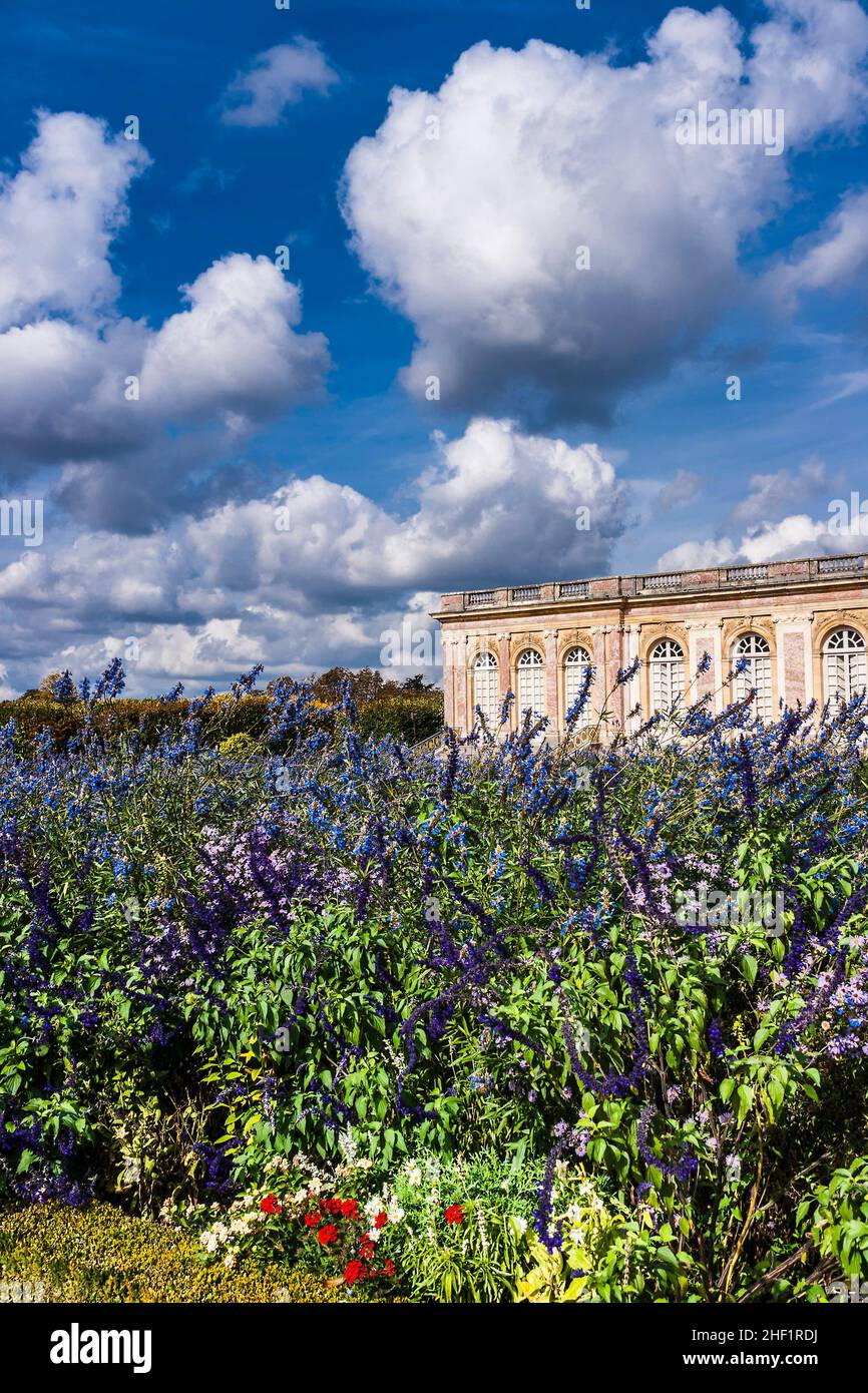 Champs de lavande, Versailles, France Banque D'Images