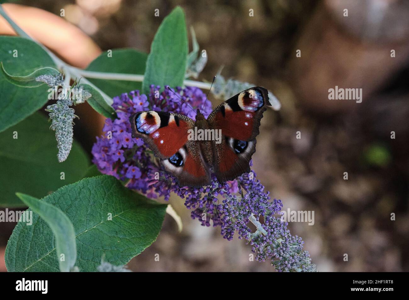 Aglais io, le paon européen, communément connu papillon paon, se nourrissant sur le lilas d'été, le buisson de papillon ou Buddleja davidi un jour ensoleillé. Banque D'Images