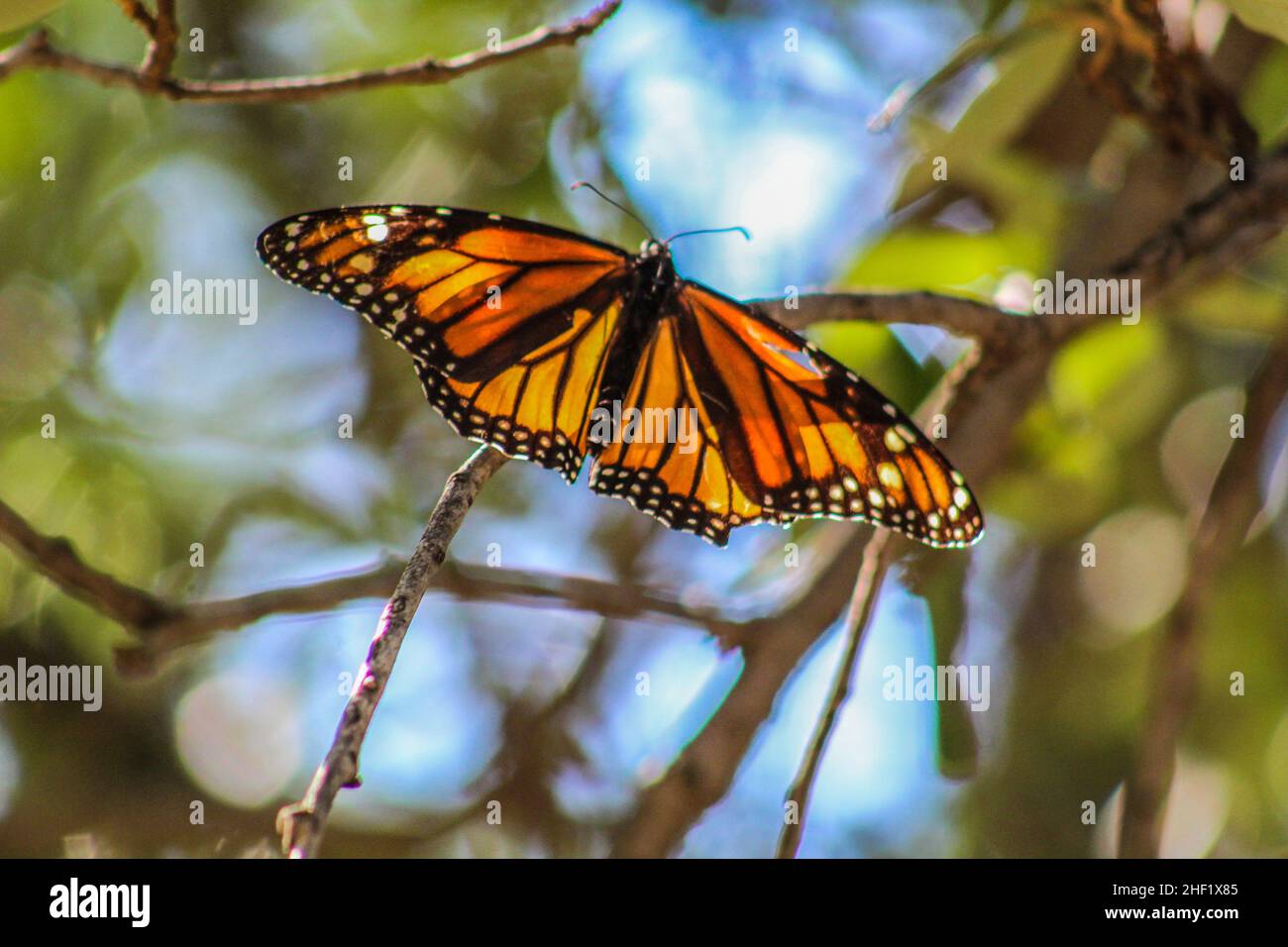 Monarque Butterfly pendant la migration de l'automne 2021 à San Angelo, Texas, États-Unis Banque D'Images