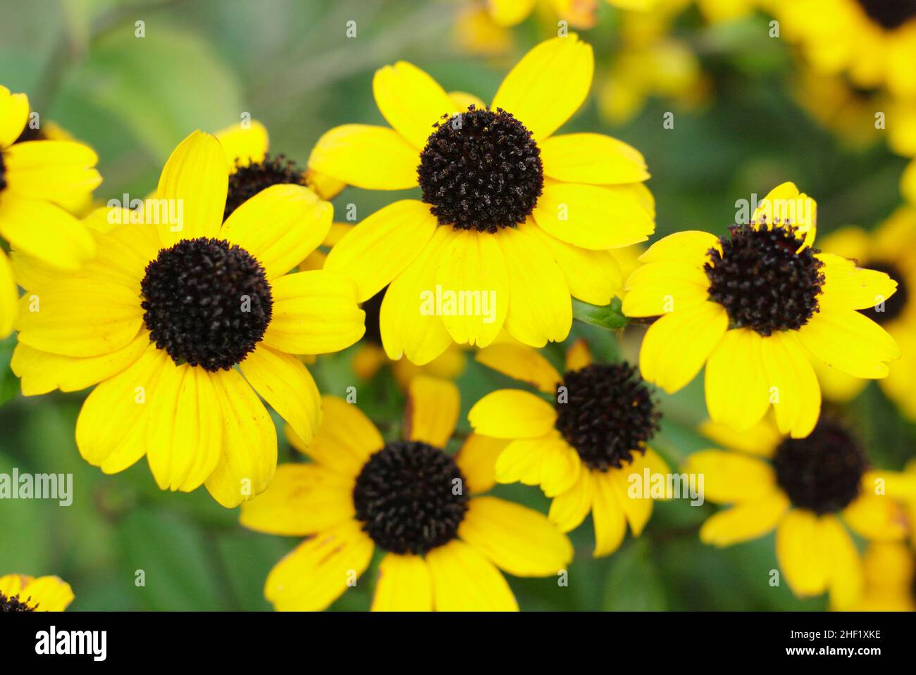Rudbeckia triloba 'Blackjack Gold', fleurs dorées avec des cônes noirs dans un jardin de chalet.ROYAUME-UNI Banque D'Images