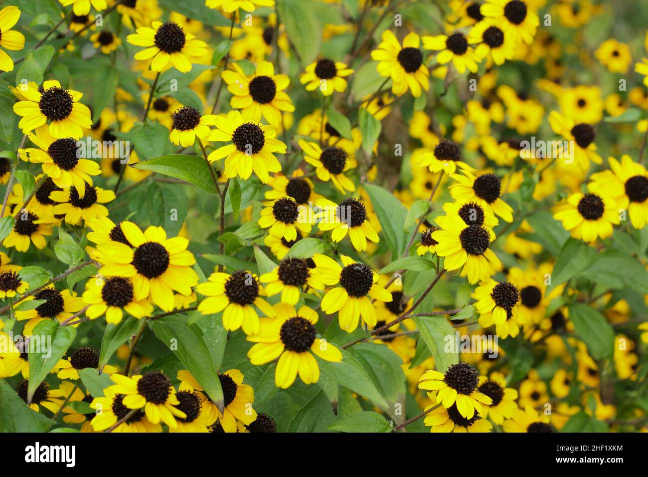Rudbeckia triloba 'Blackjack Gold', fleurs dorées avec des cônes noirs dans un jardin de chalet.ROYAUME-UNI Banque D'Images