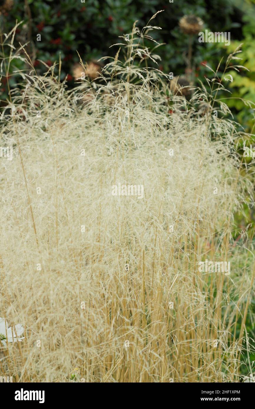 Deschampasia cespitosa 'Golden Veil' herbe ornementale avec hesperantha coccinea à la frontière de l'automne.Aussi appelé Deschampasia cespitosa 'Goldschleier'.ROYAUME-UNI Banque D'Images