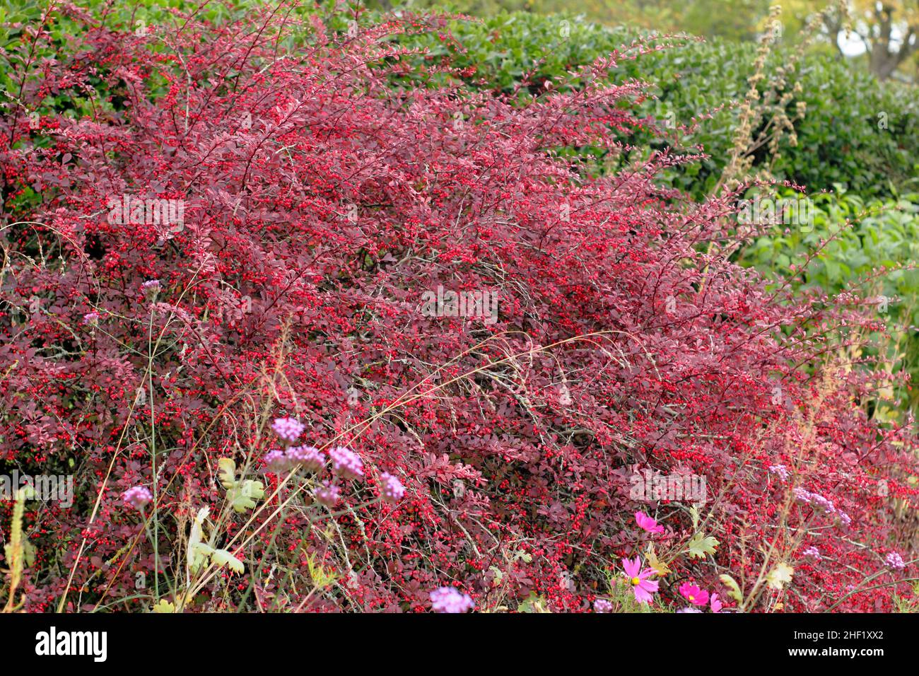 Berberis 'Rosy Glow' en automne.Baies et feuilles d'automne de Berberis thunbergii atropurpurea 'Rose Glow'.Également appelé Barberry japonais, Royaume-Uni Banque D'Images