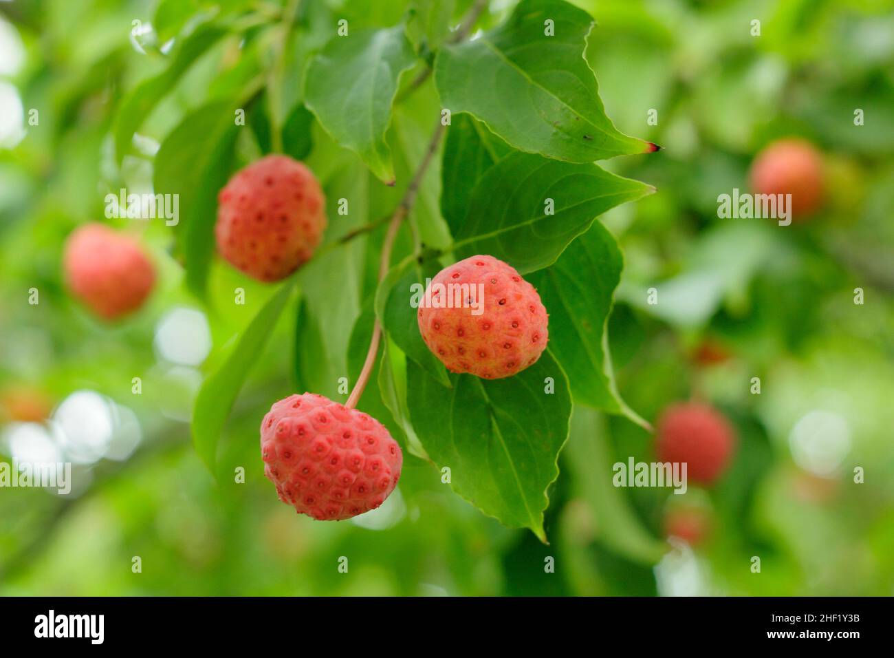 Fruits Dogwood en automne.Fruits de Cornus 'Norman Hadden' en octobre.ROYAUME-UNI Banque D'Images