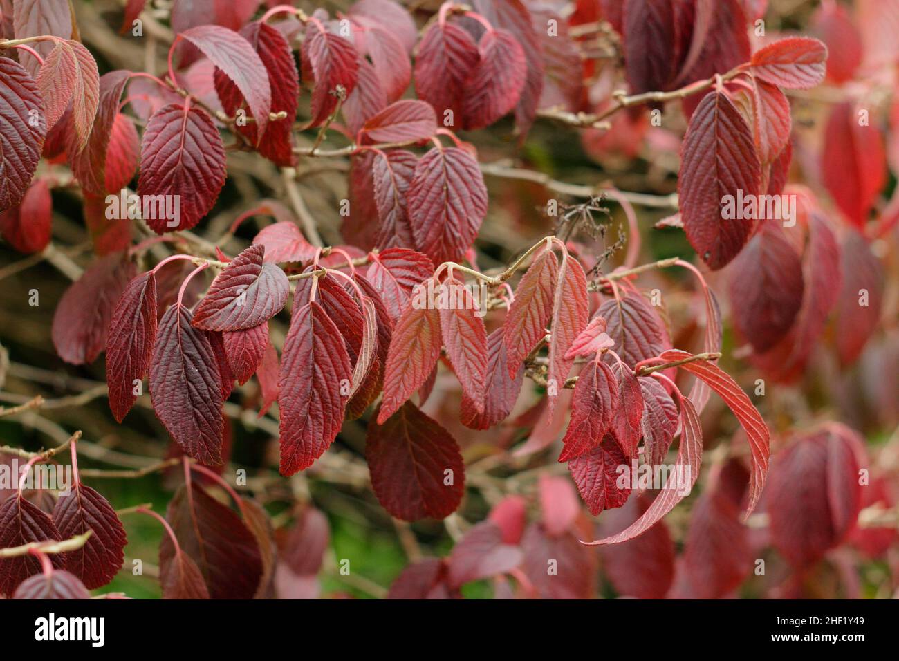Viburnum part en octobre.Viburnum plicatum F. tomentosum ‘Mariesii’ feuilles en automne.ROYAUME-UNI Banque D'Images