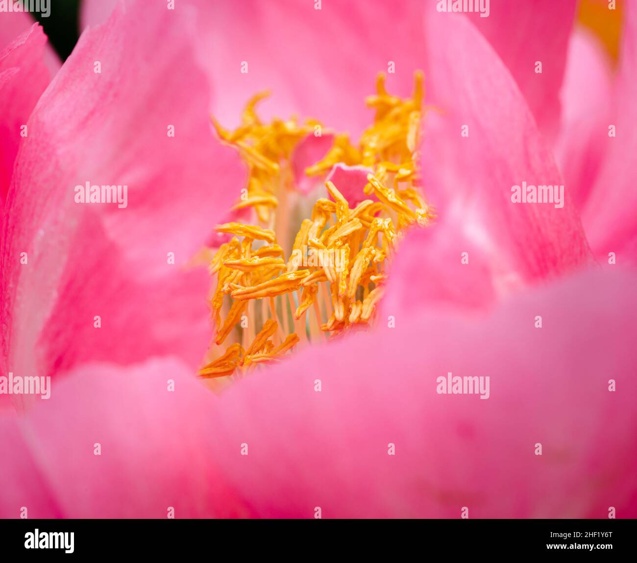 Les étamines et anthères jaune vif sont entourées de pétales de pivoine rose vif Banque D'Images