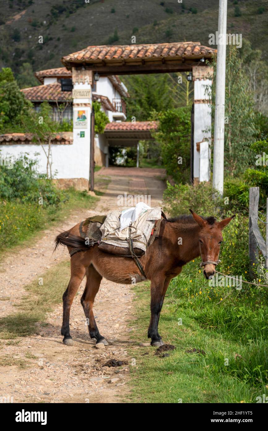 Un mule attaché à Villa de Leyva, Boyacá, Colombie Banque D'Images