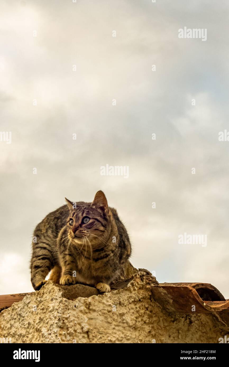 Chat sur le toit Banque de photographies et d’images à haute résolution Page 2 Alamy