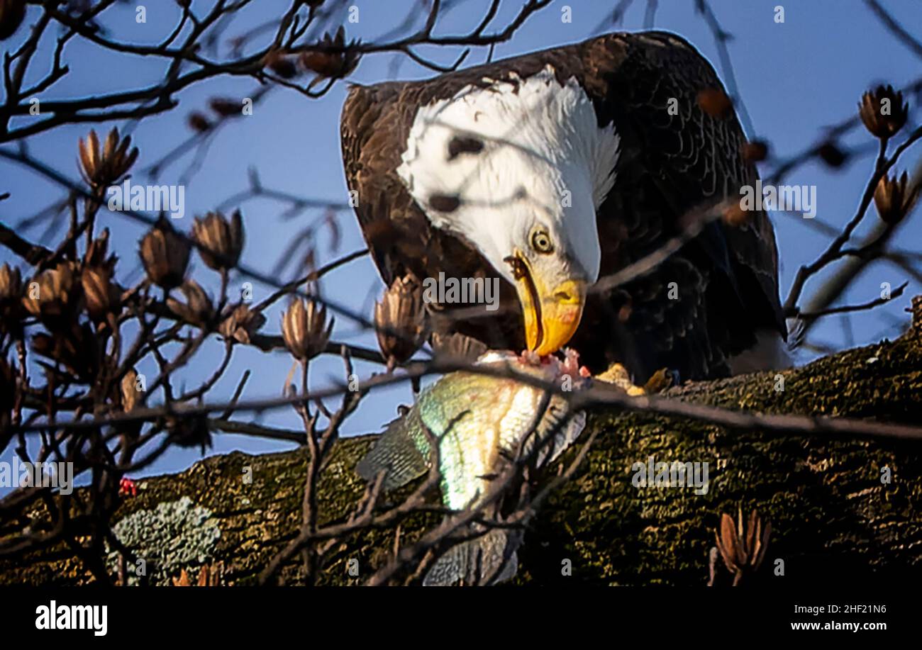 Aigle à tête blanche dans les sommets des arbres avec un poisson pêché Banque D'Images