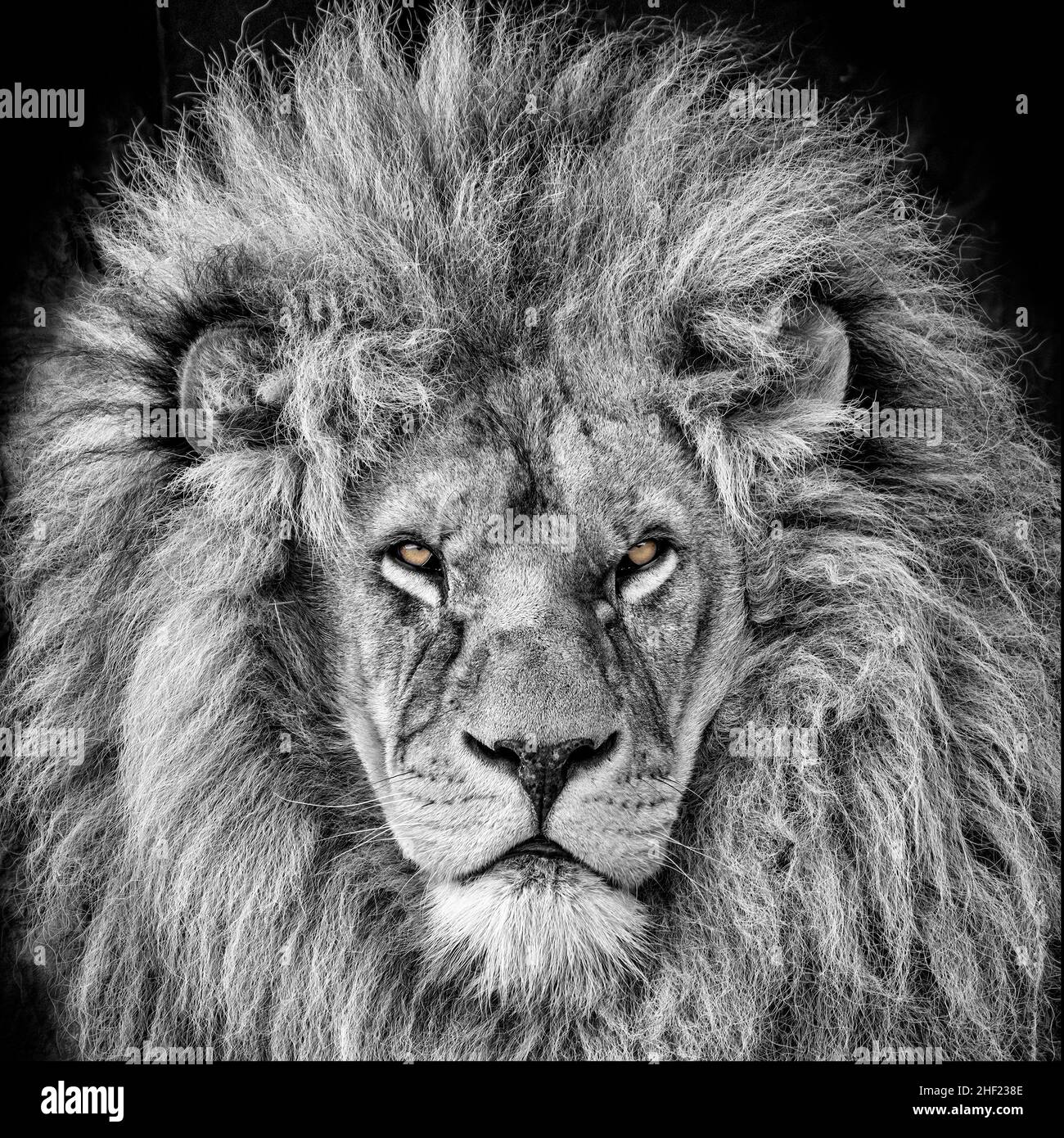 Mono Portrait d'un lion africain mâle avec des yeux éclatés de couleur Banque D'Images
