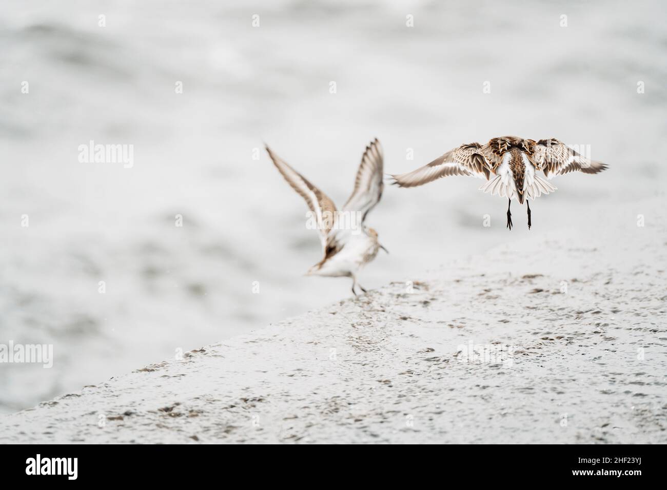 Oiseaux de mer montant, concept de départ Banque D'Images