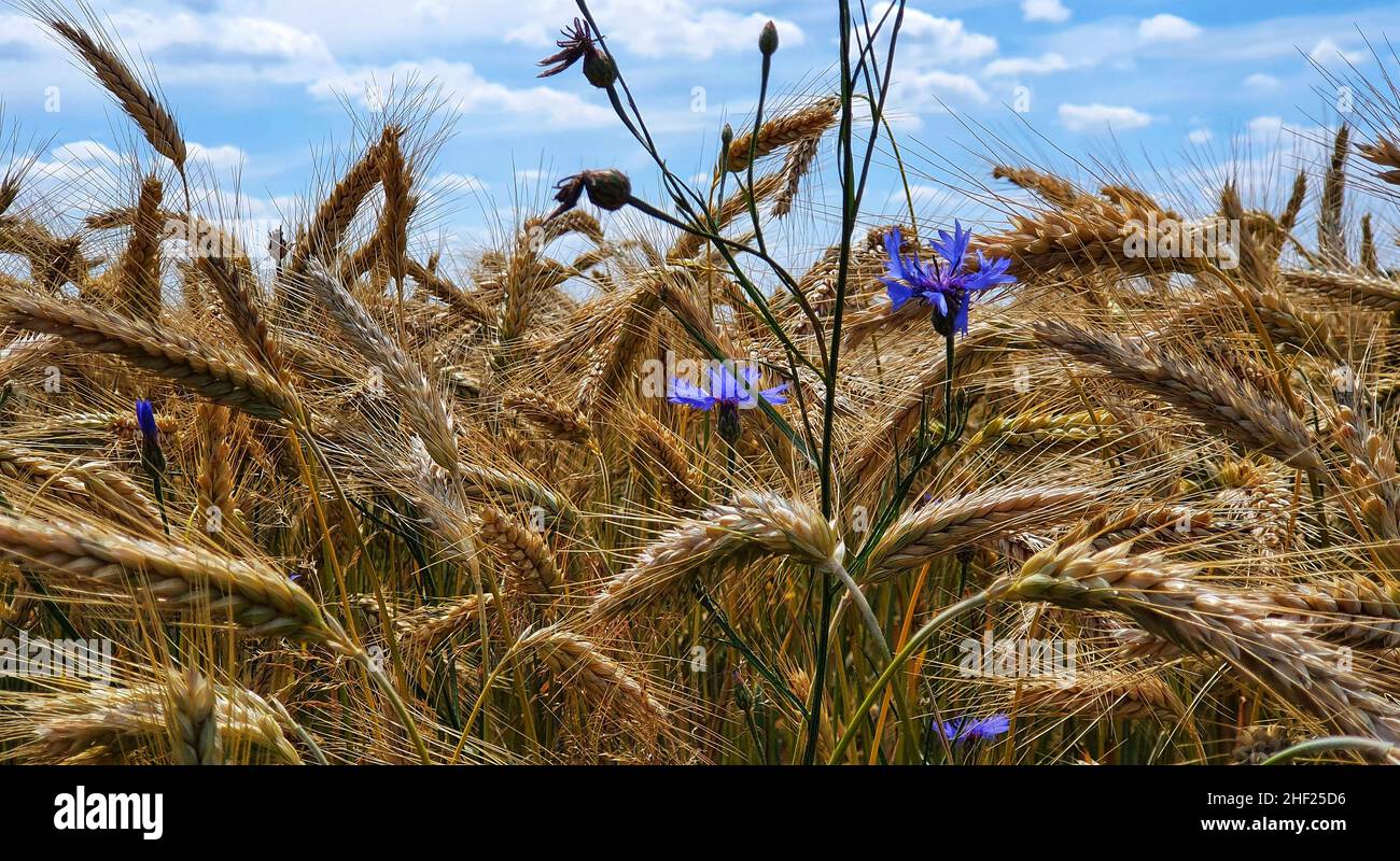 photo macro des épis de blé et de la fleur de maïs sur un champ en été Banque D'Images