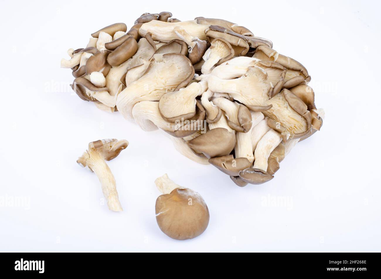 Bouquet de champignons d'huîtres gris frais cultivés sur fond blanc.Photo Banque D'Images