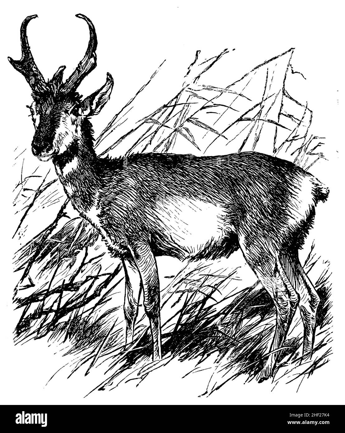 pronghorn, Antilocapra americana Syn.Antilocapra furcifer, (encyclopédie, 1898), Gabelbock, Antilope d'Amérique Banque D'Images