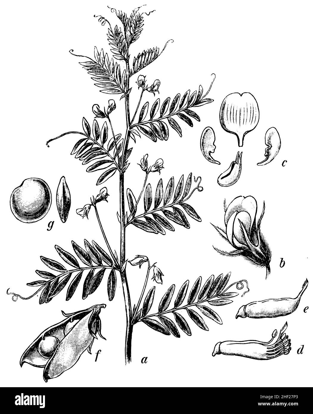 , (livre botanique, 1902), Linse a Pflanze,Verkl., b Blüte, c Teile der Krone, d Staubgefäße und Stempel, e Stempel, f Hülse, g idem, Banque D'Images