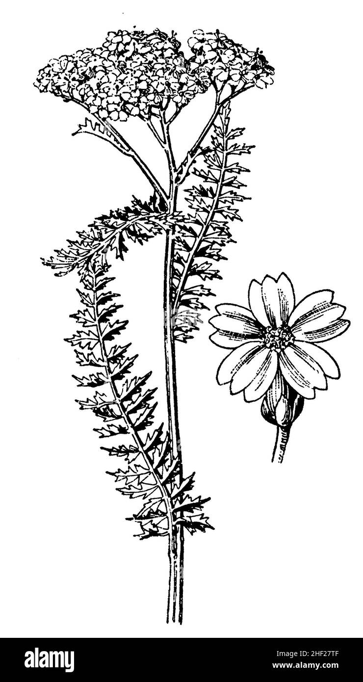 arrow ou Arrow commun, Achillea millefolium, (livre botanique, 1910), Schafgarbe,Gewöhnliche Wiesen- , l'achillée millefeuille ou la Millefeuille Banque D'Images