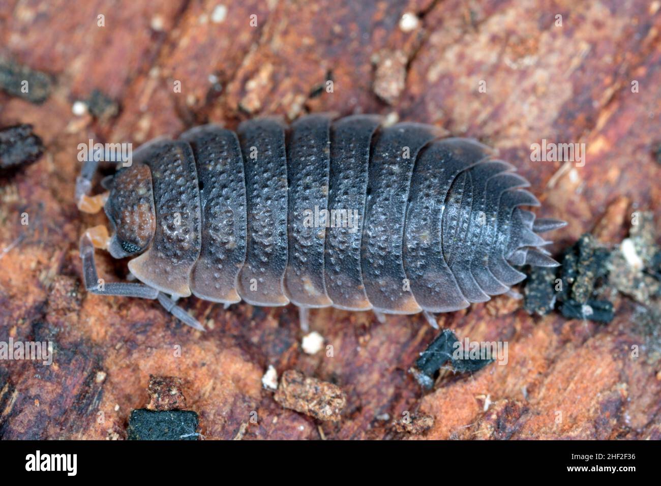 Maisons à bois rugueuses communes, scabre Porcellio sur bois Banque D'Images