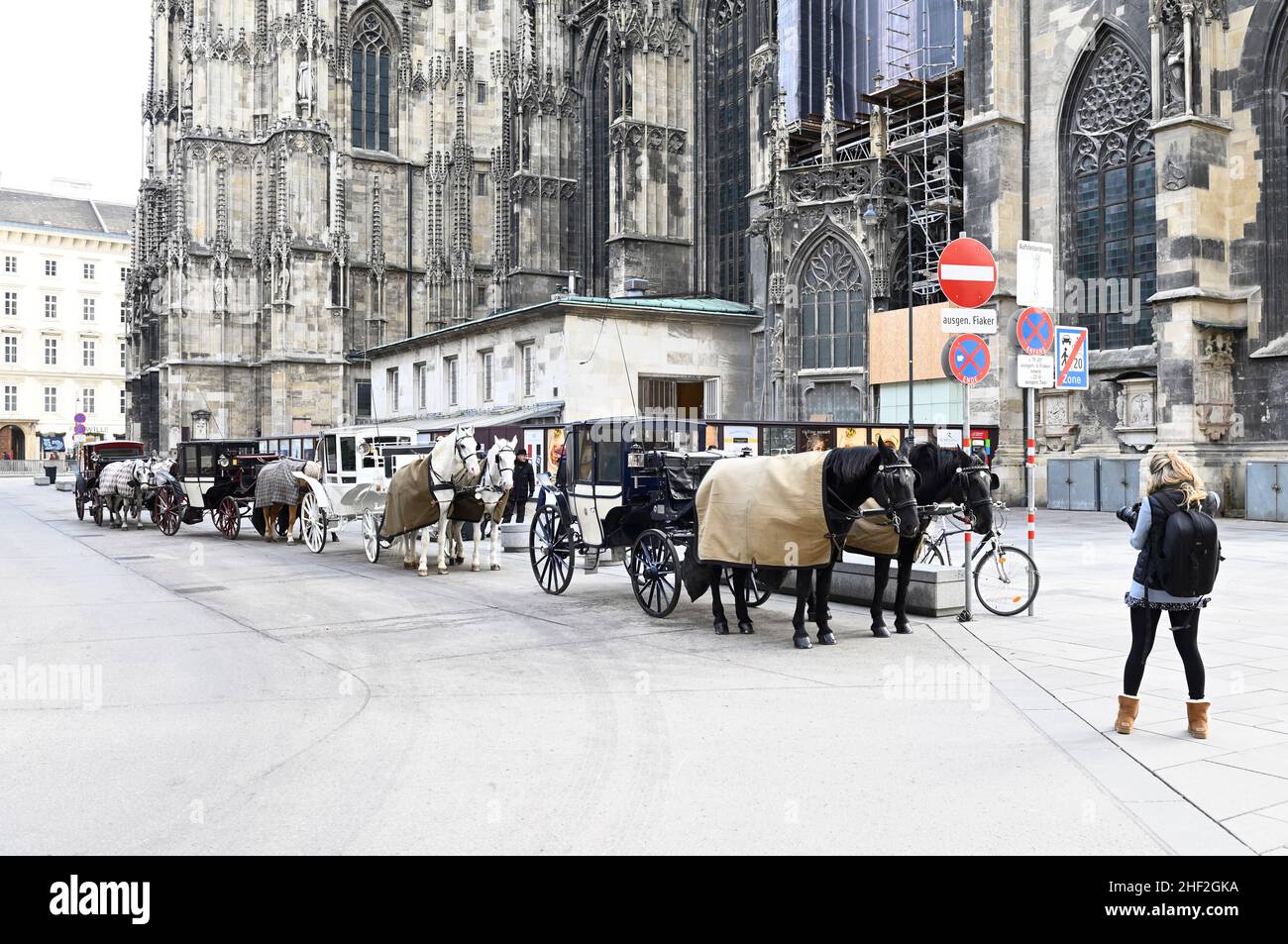 Vienne, Autriche.Fiaker chevaux sur Stephansplatz en face de la cathédrale Saint-Étienne Banque D'Images
