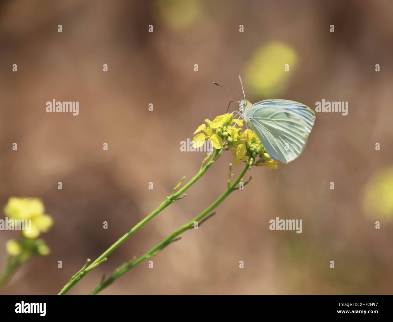 Papillon blanc à damier sur une fleur de moutarde Banque D'Images