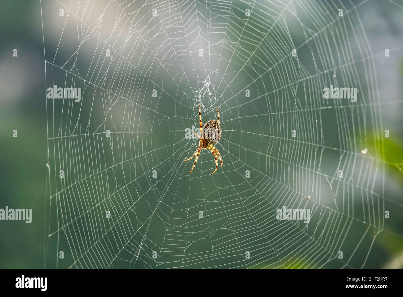 Photo macro d'une araignée de jardin européenne (araignée croisée, Araneus diadematus) dans une toile d'araignée Banque D'Images