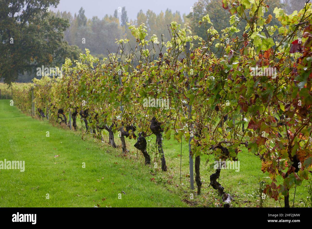 Rangée de vignes vues dans un vignoble anglais après récolte en automne. Banque D'Images