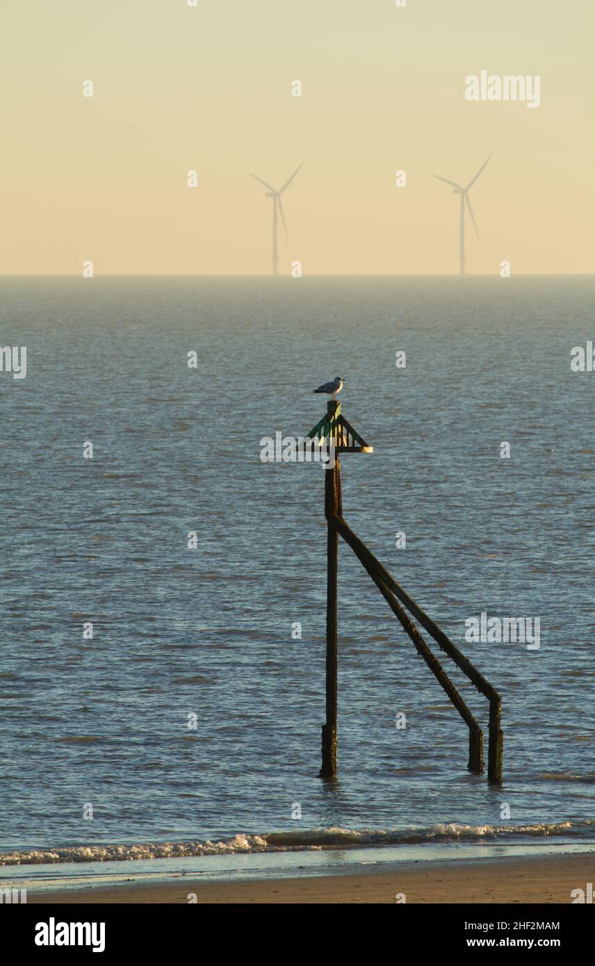 Oiseau assis sur la structure à Frinton on Sea avec parc éolien de Gunfleet Sands à l'horizon Banque D'Images