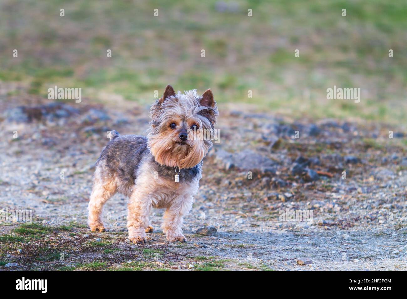 Portrait d'un petit chien.Yorkshire Terrier debout sur la plage.Il a un timbre et un pendentif de nom sur son cou Banque D'Images
