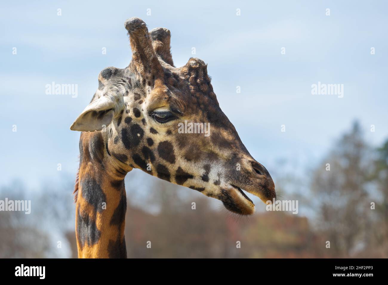 Portrait d'une tête de girafe.En arrière-plan se trouve une forêt et un ciel bleu. Banque D'Images