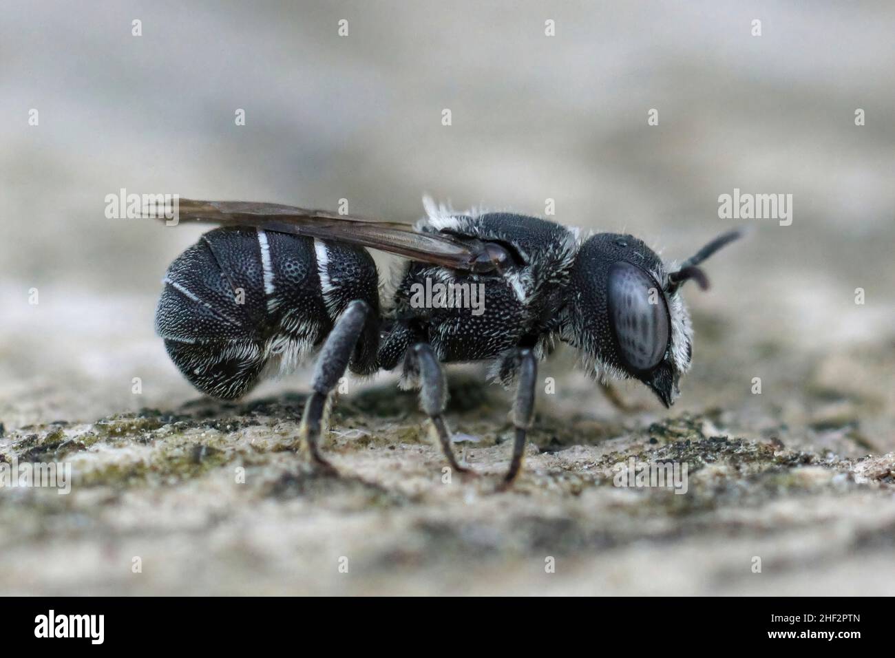 Gros plan d'une petite abeille en résine femelle, Heriades crenulatus dans le Gard, France, assise sur un morceau de bois Banque D'Images