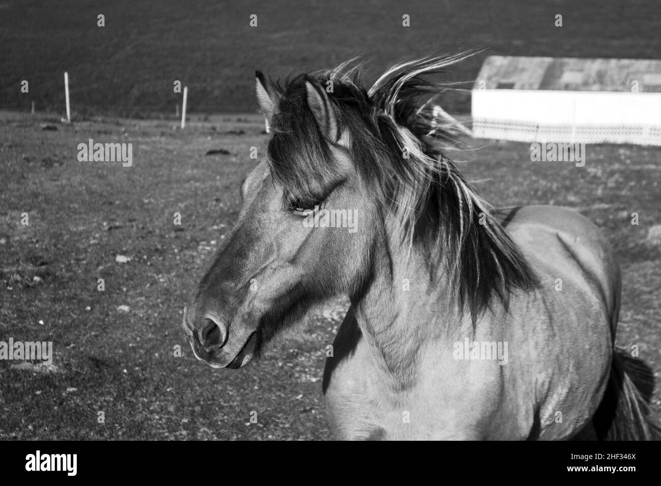 Un cheval posant pour une photo Banque D'Images